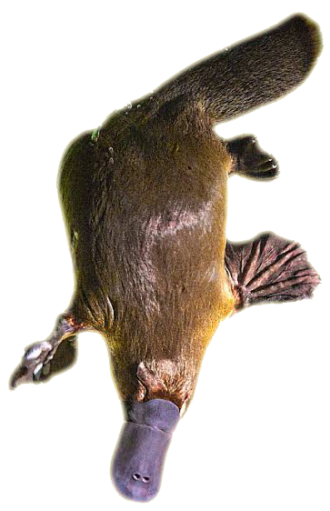 Platypus Graphic